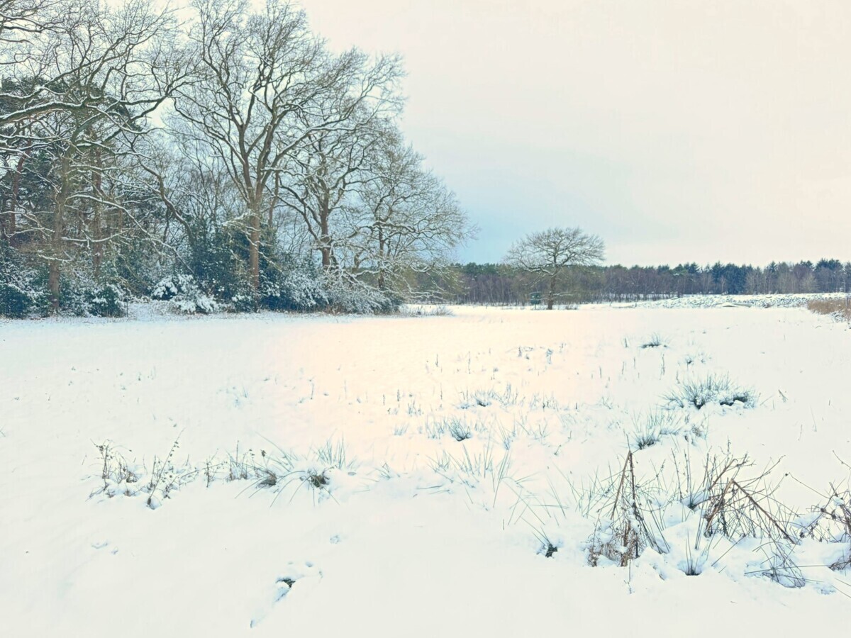 Blick über die Schneelandschaft mit Weide und Wald