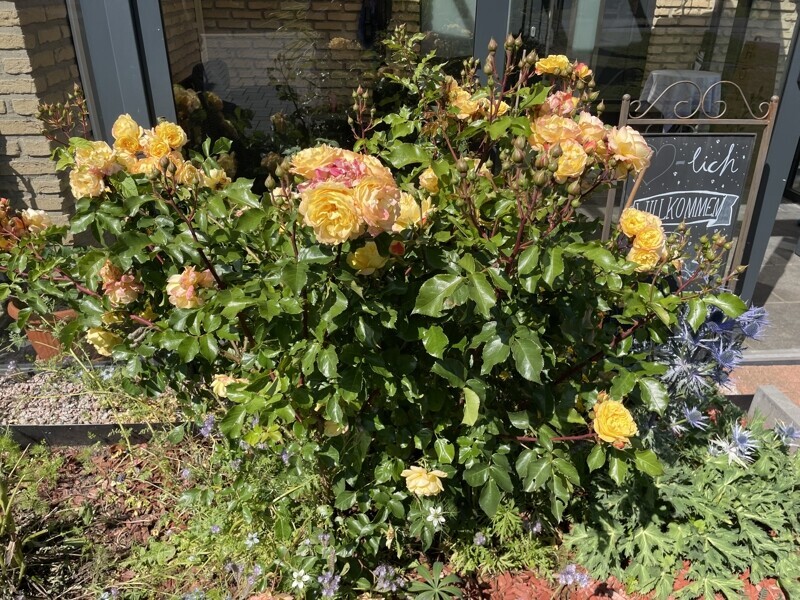 Garten