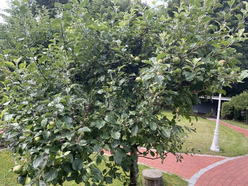 Baumbestand im Garten