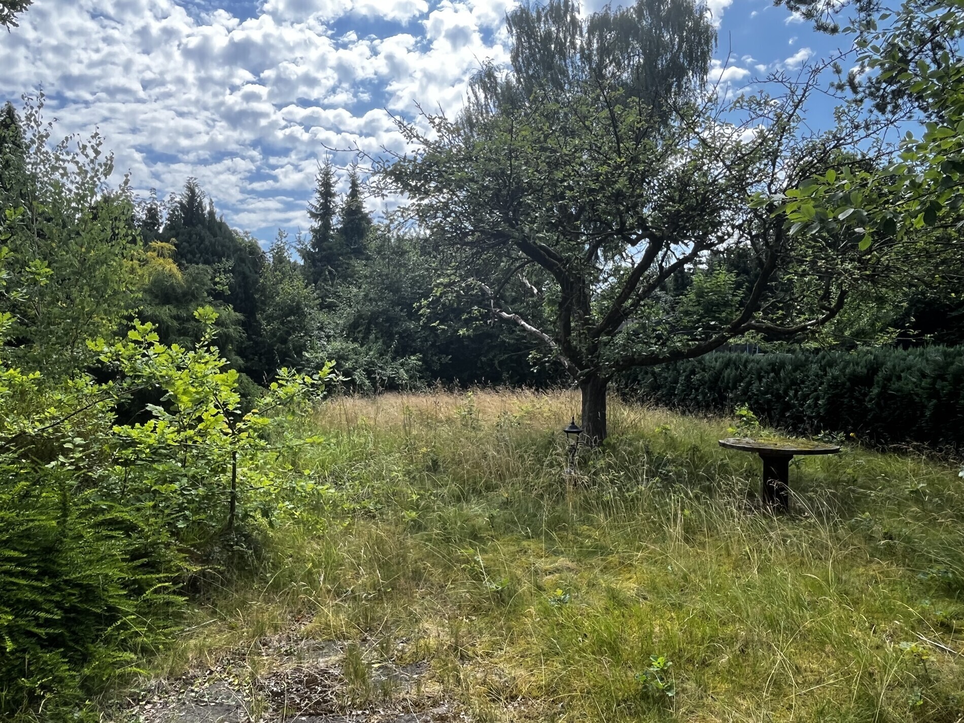 Blick in den Garten