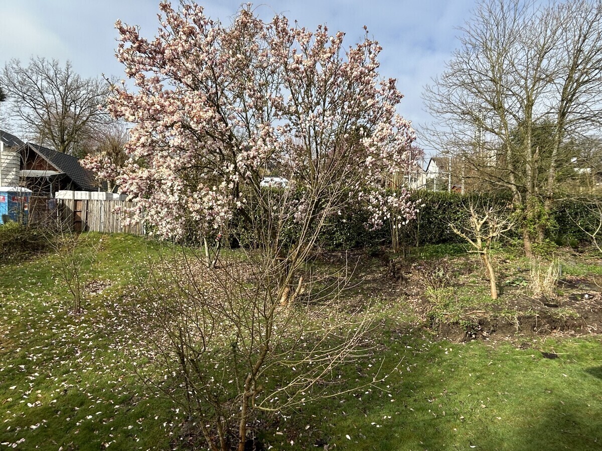 Blick in den Garten