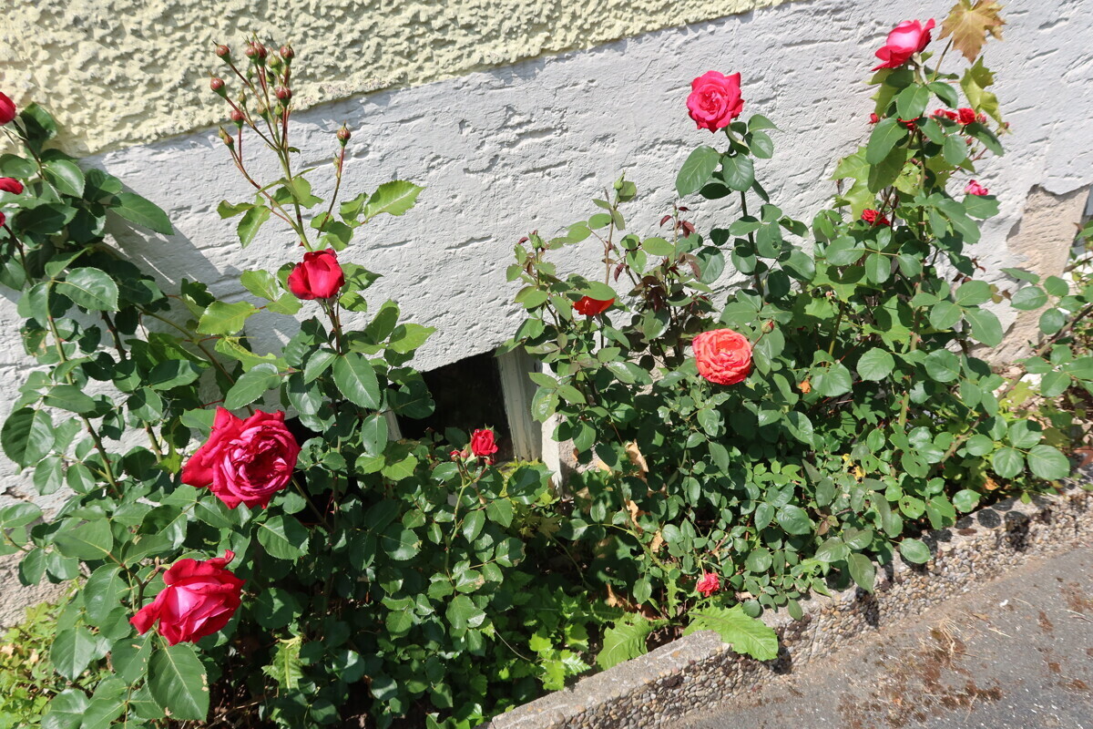 Blumen am Giebel