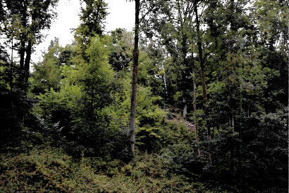 Straßenseitige Ansicht von Süden