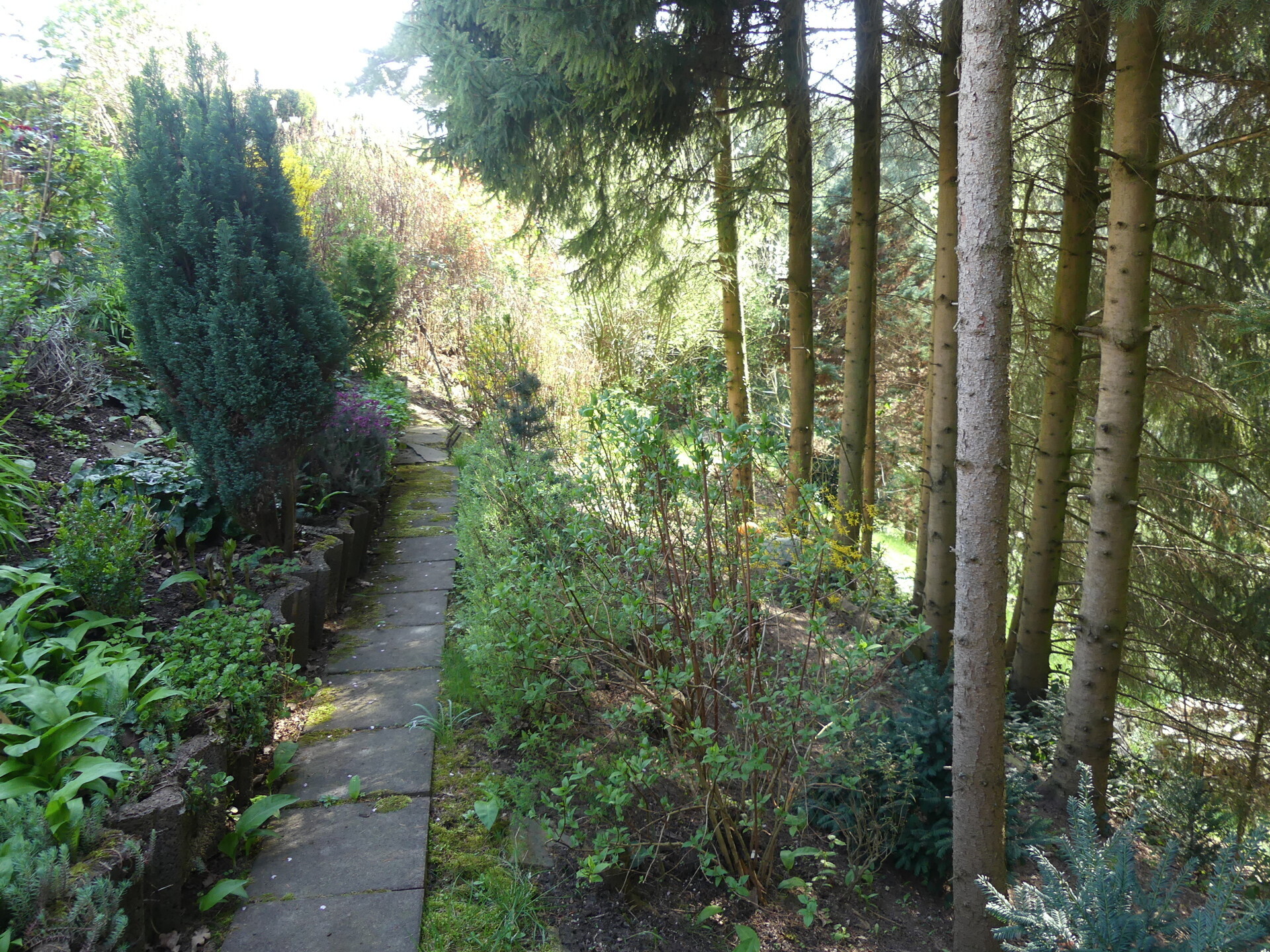 hinterer Grundstücksteil Wald