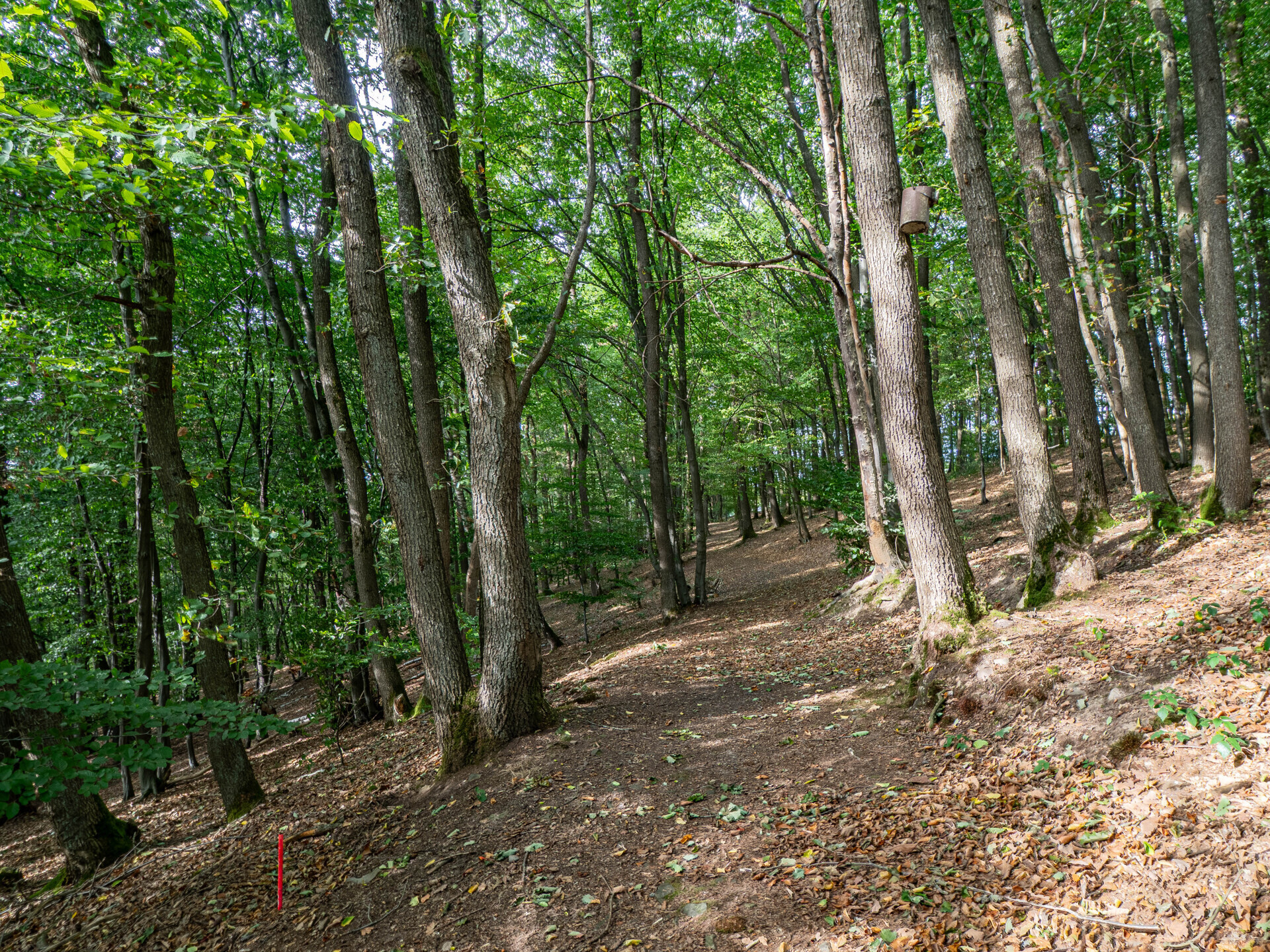 Grundstück_Waldstück