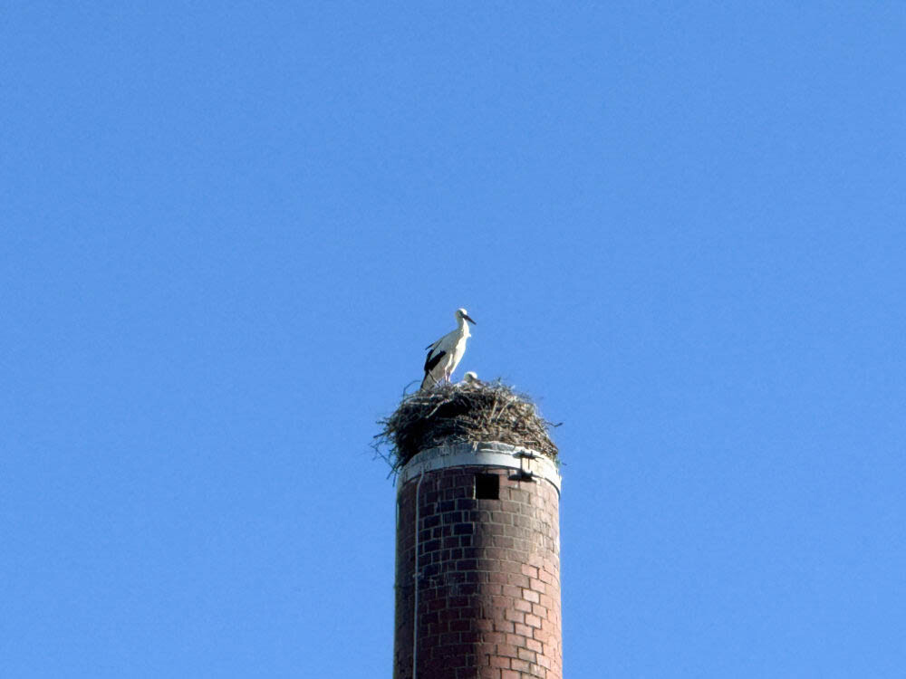 Storchennest gegenüber
