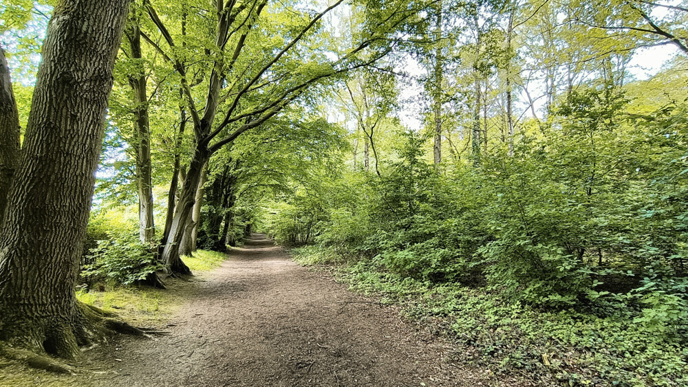 Angrenzender Wald