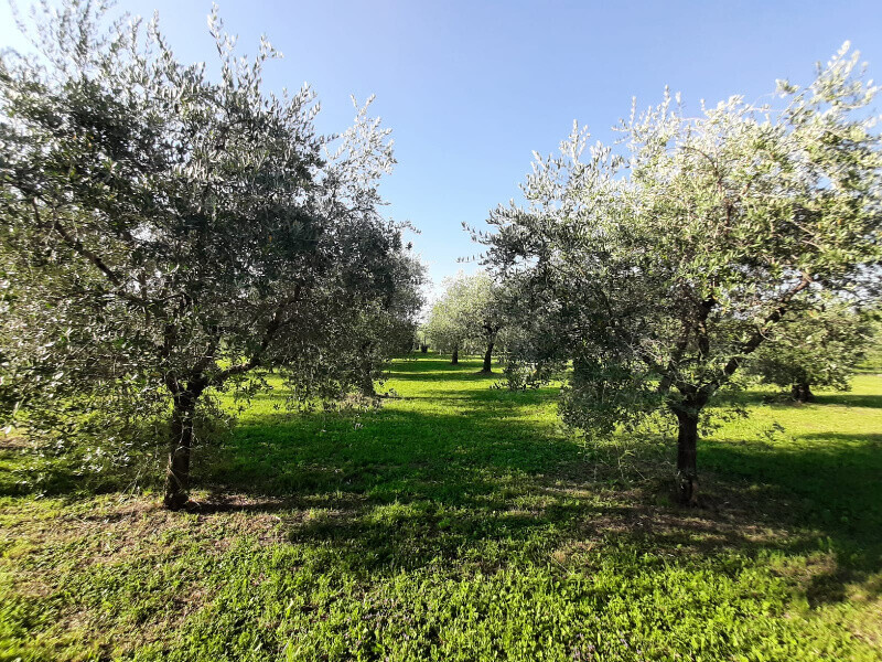 Immagine della proprietà