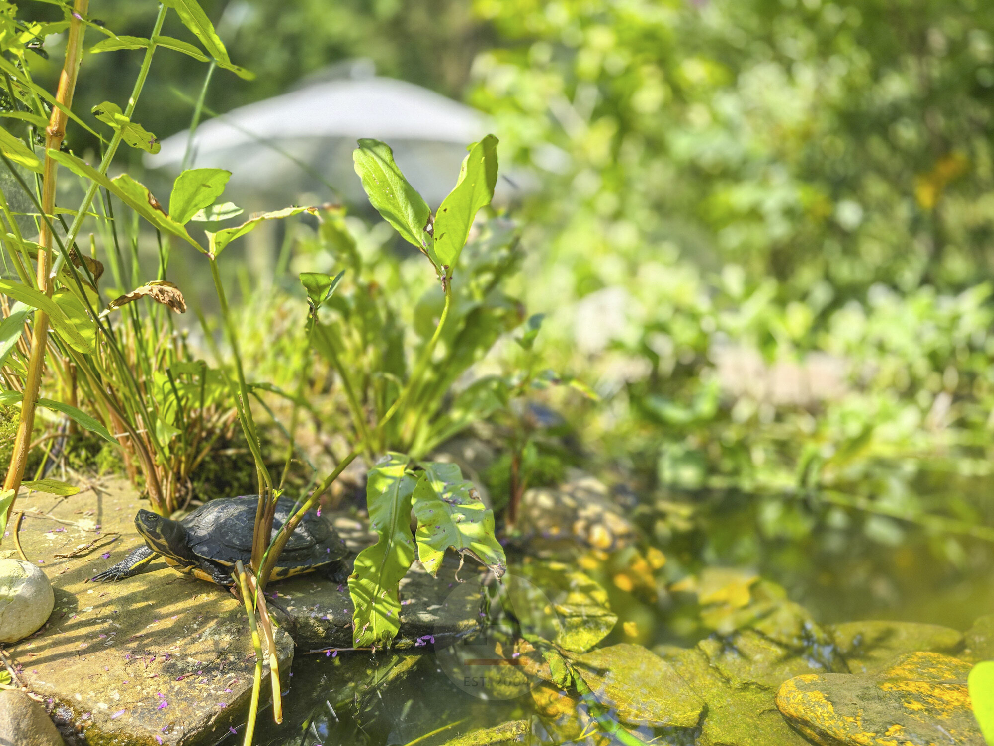 Teich mit Schildkröten