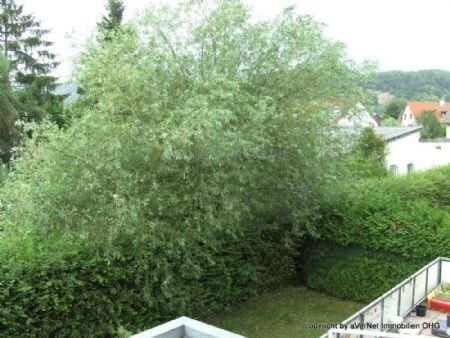 Blick vom Balkon ins Grüne
