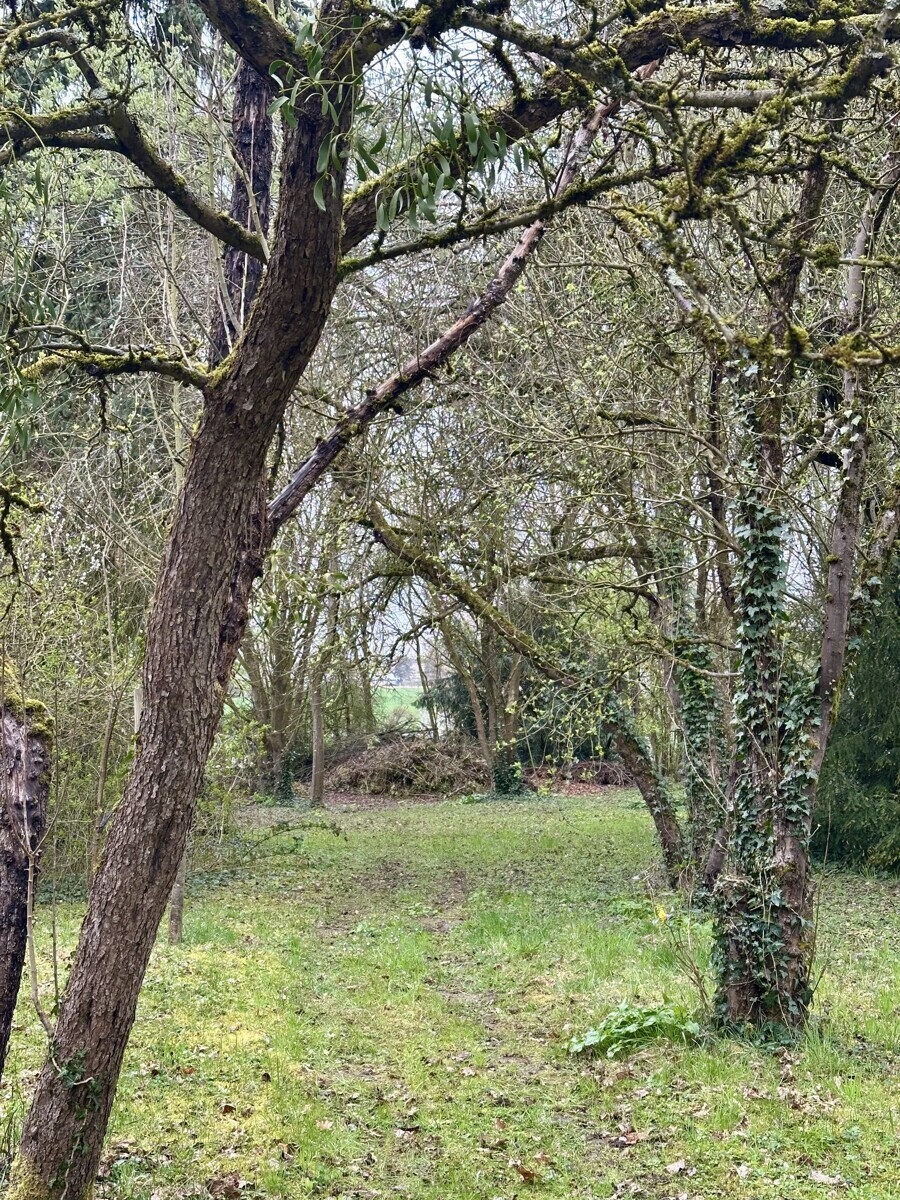 Garten_3