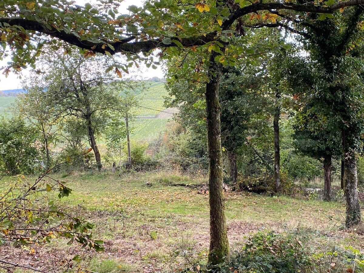 Blick auf grünes Naturgrundstück