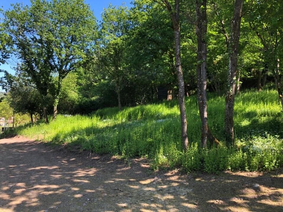 Blick auf Waldrandgrundstück