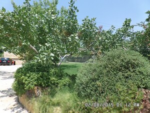 SAM_3675