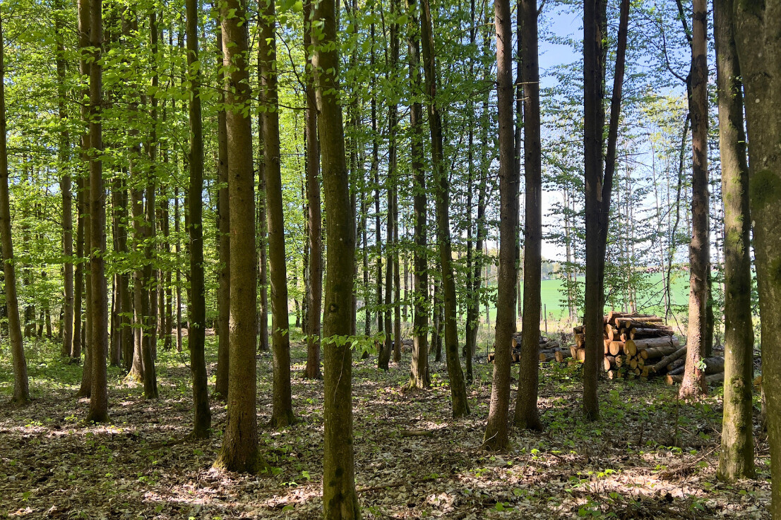 Vielfältiger Baumbestand