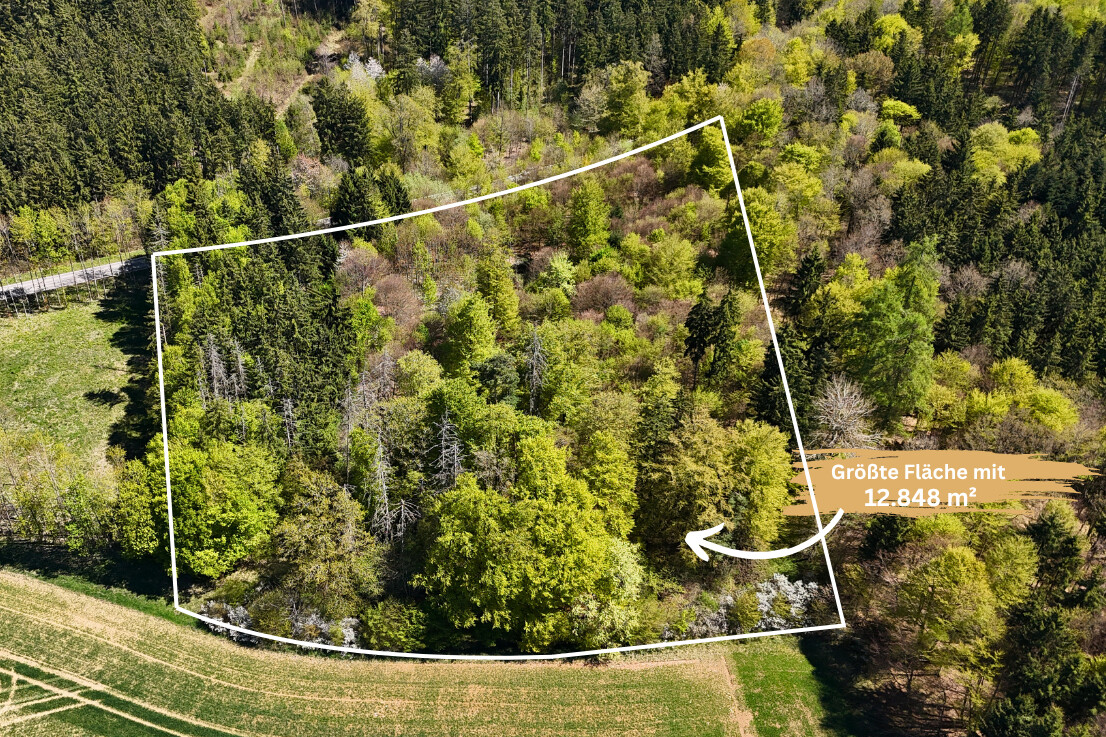 Waldbestand – gepflegter Gesamteindruck