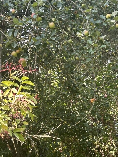 Äpfel im Garten