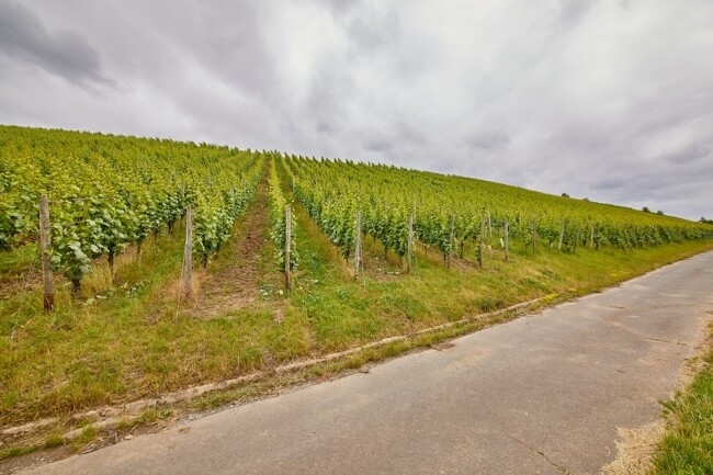 ca. 1,5 ha Weinbaufläche