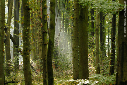 Forst in Unterfranken, ca. 40 ha
