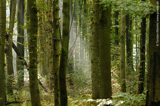 Forest in Lower Franconia, approx. 40 ha