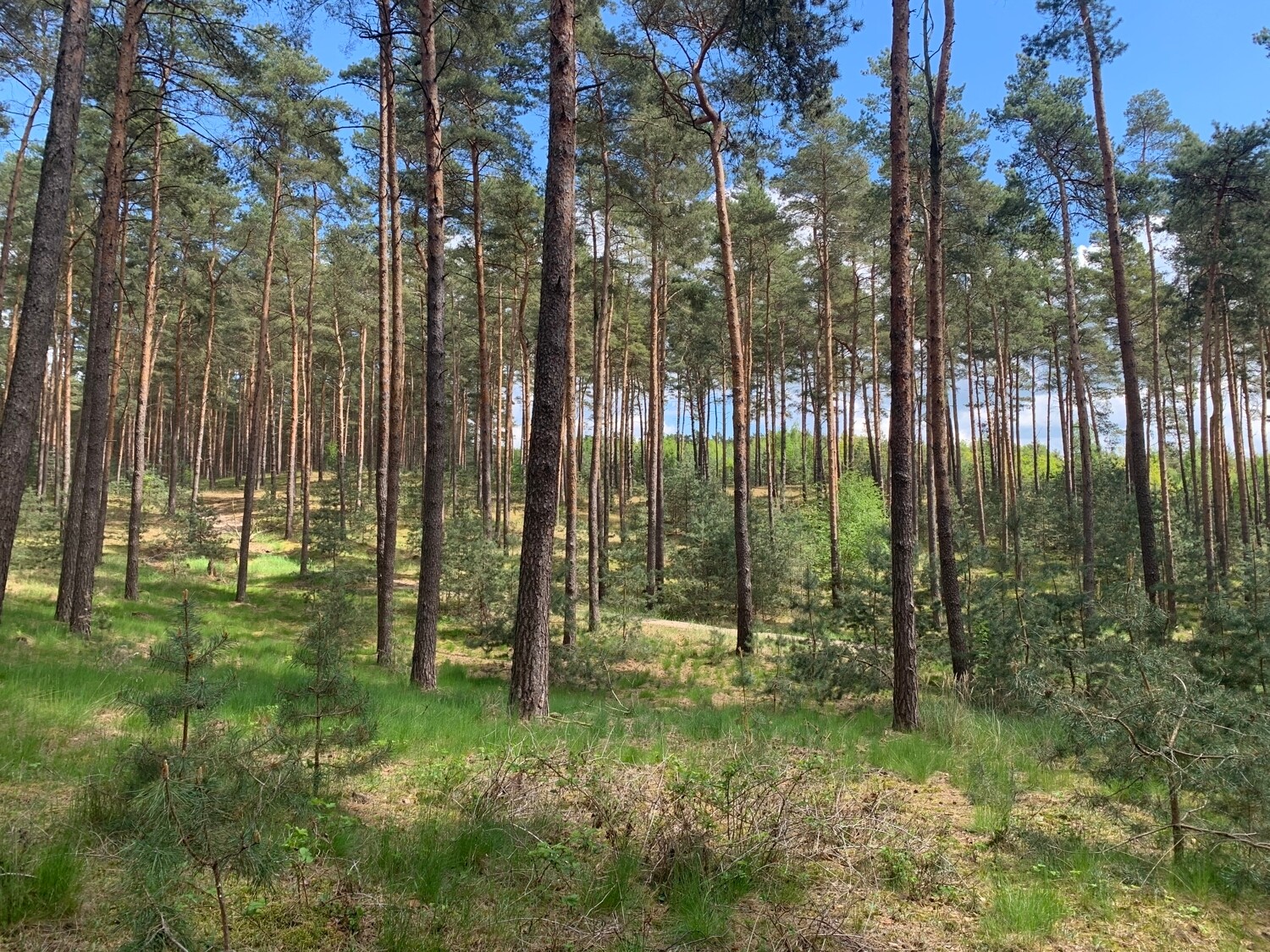 Forest in Brandenburg, about 73 ha