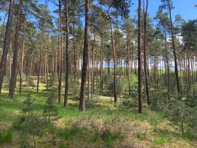 Forst in Brandenburg, ca. 73 ha