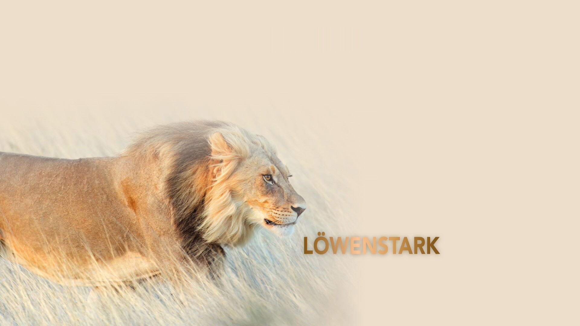 Kontakt-Banner Löwenstark