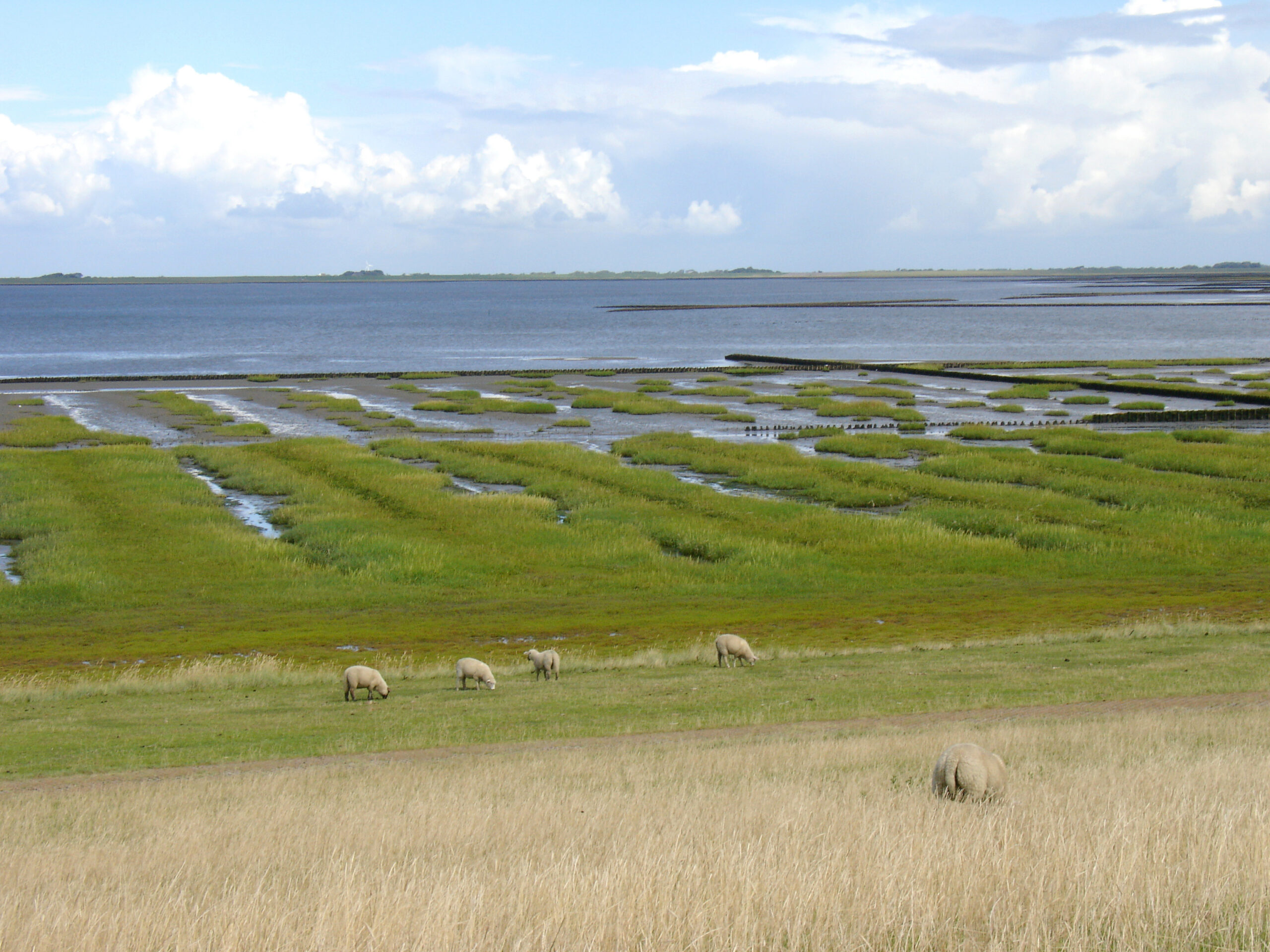 Salzwiesen in Nordfriesland an der Nordseeküste – Immobilienmakler Küstenwert Immobilien