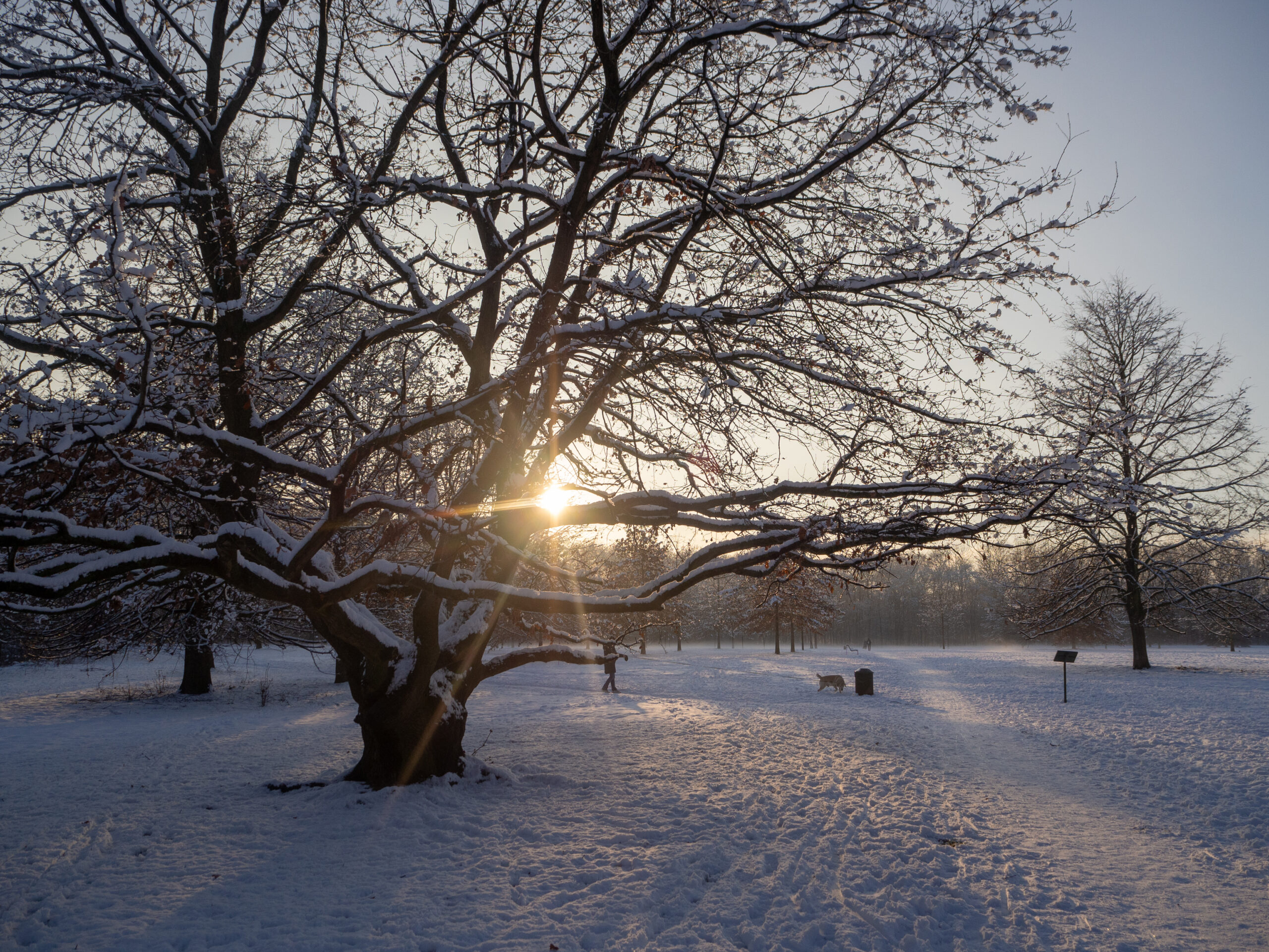 Biesterfeld Köln Vogelsang: Ein Baum im Winter mit Schnee