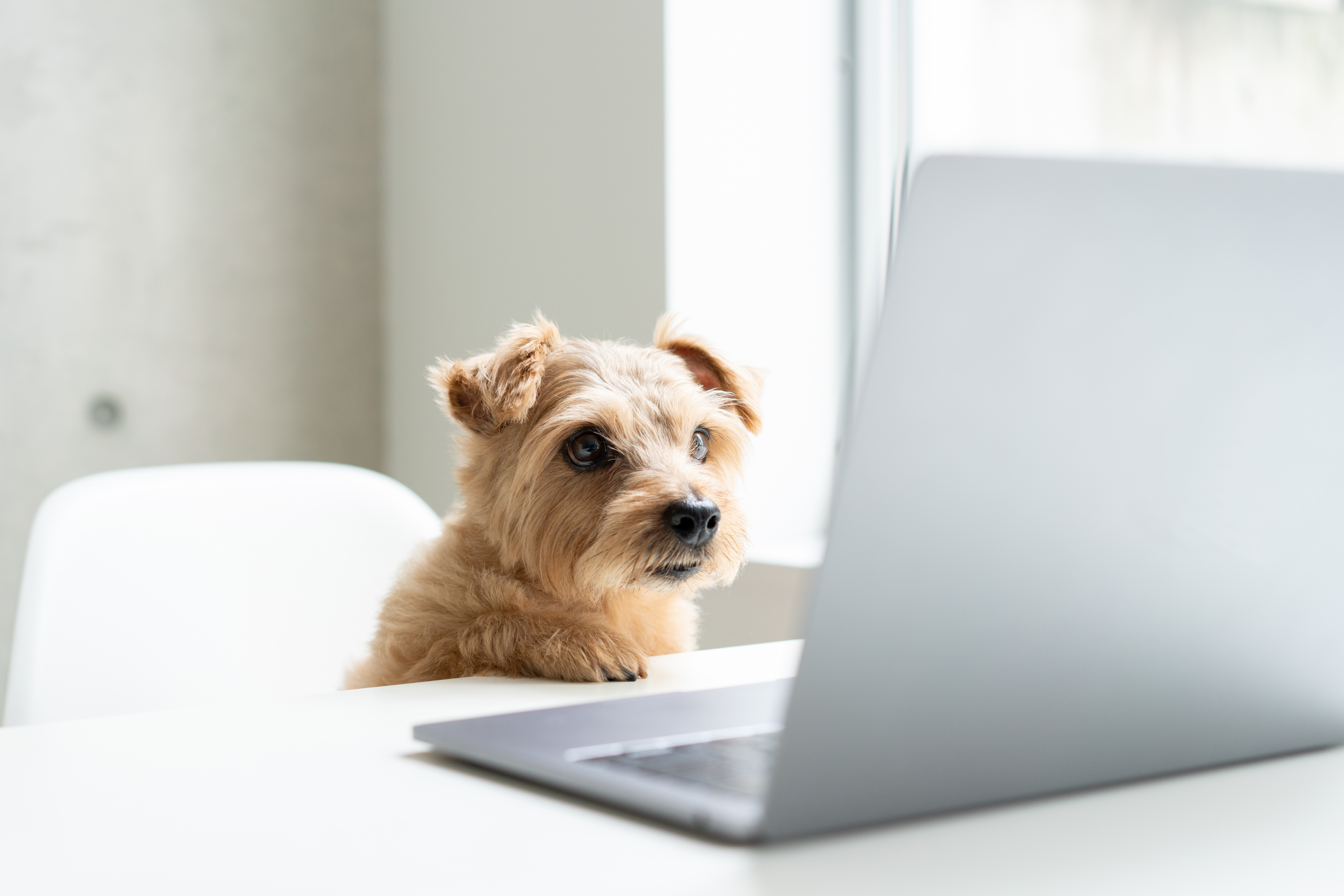 Ein Hund sucht am Laptop nach einer neuen Immobilie