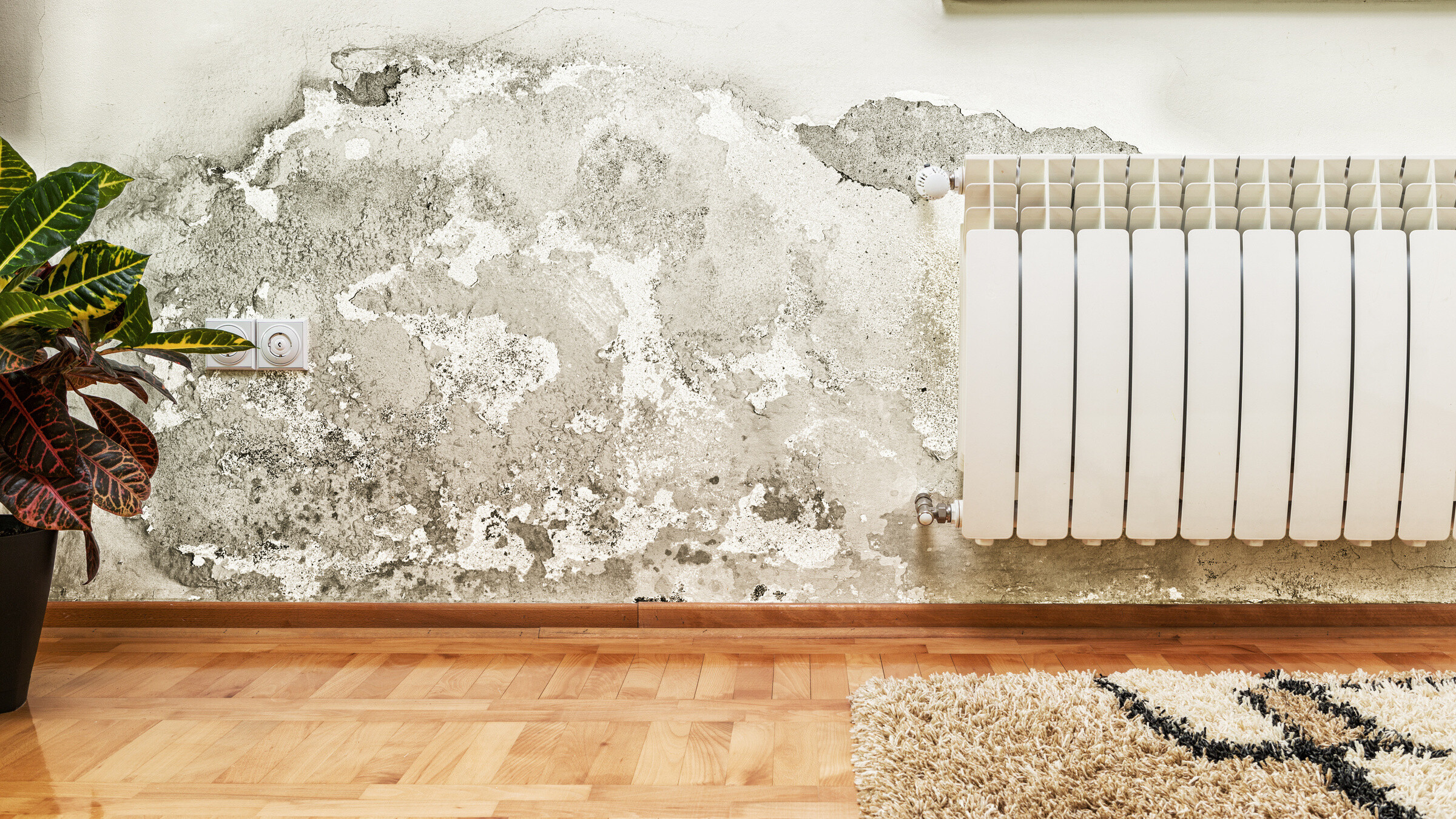 Die Wand in einer Wohnung ist verschimmelt