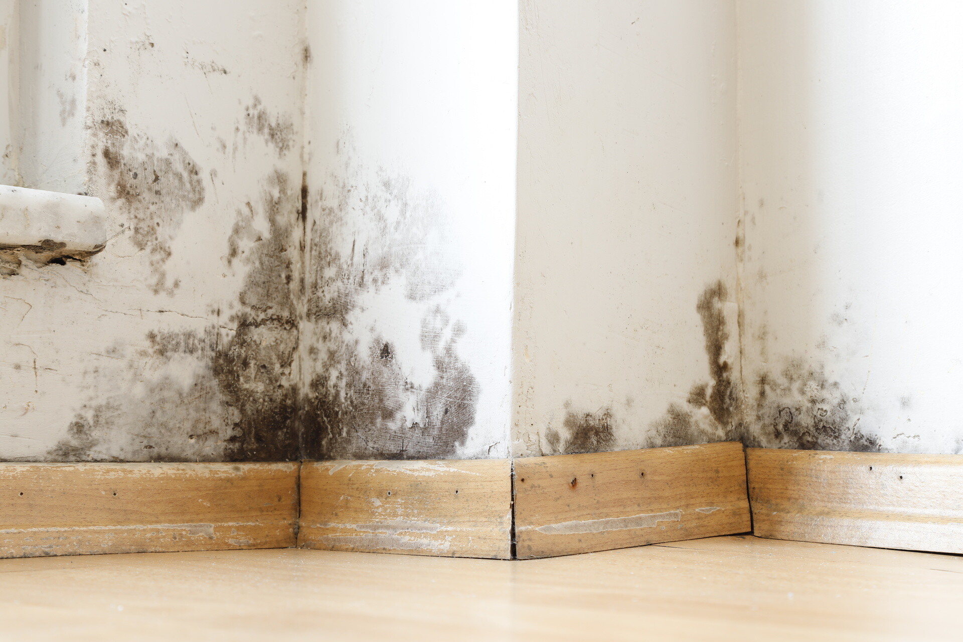 Schimmel an der Wand