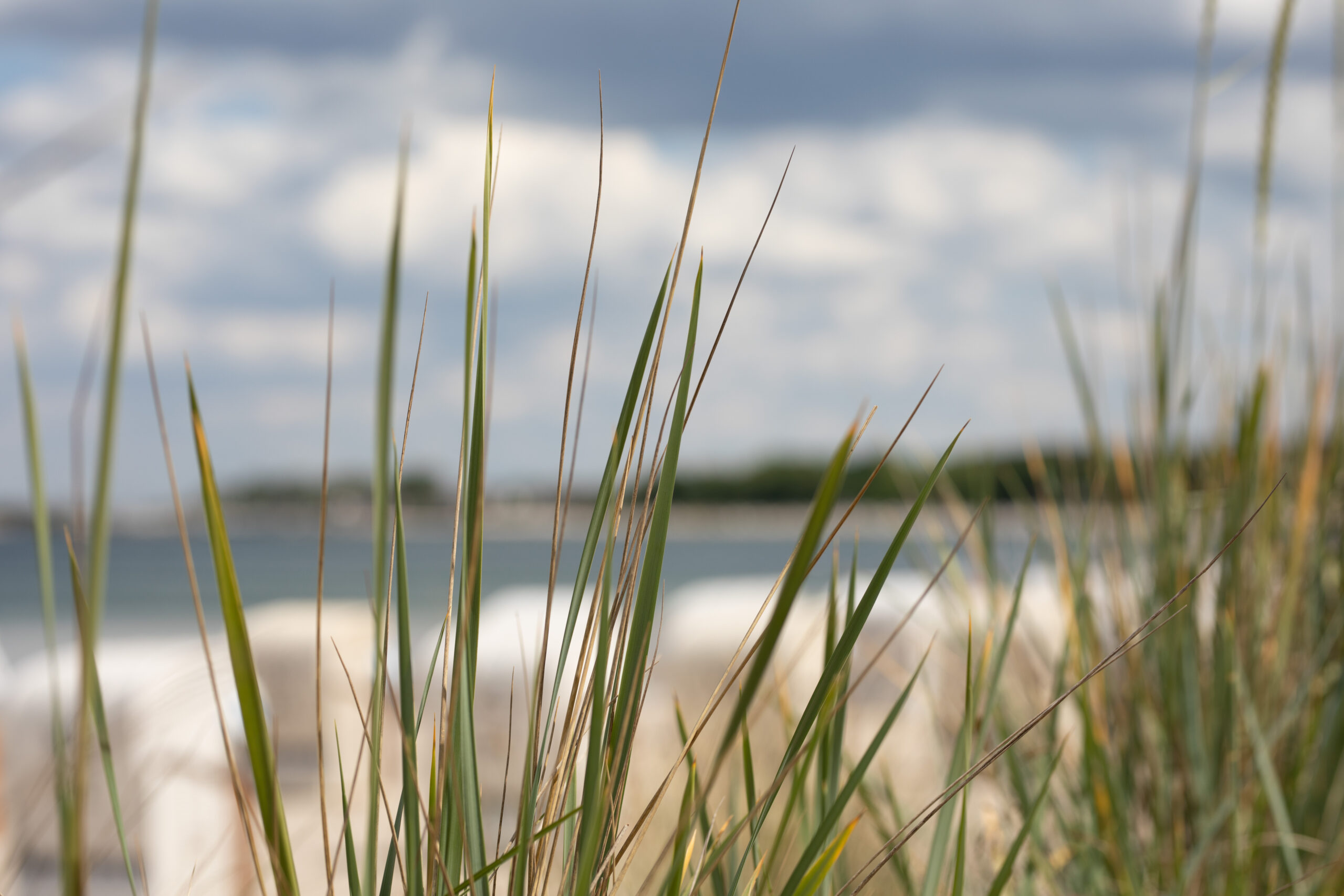 Strandgras im Fokus, Meer und bewölkter Himmel dahinter verschwommen.