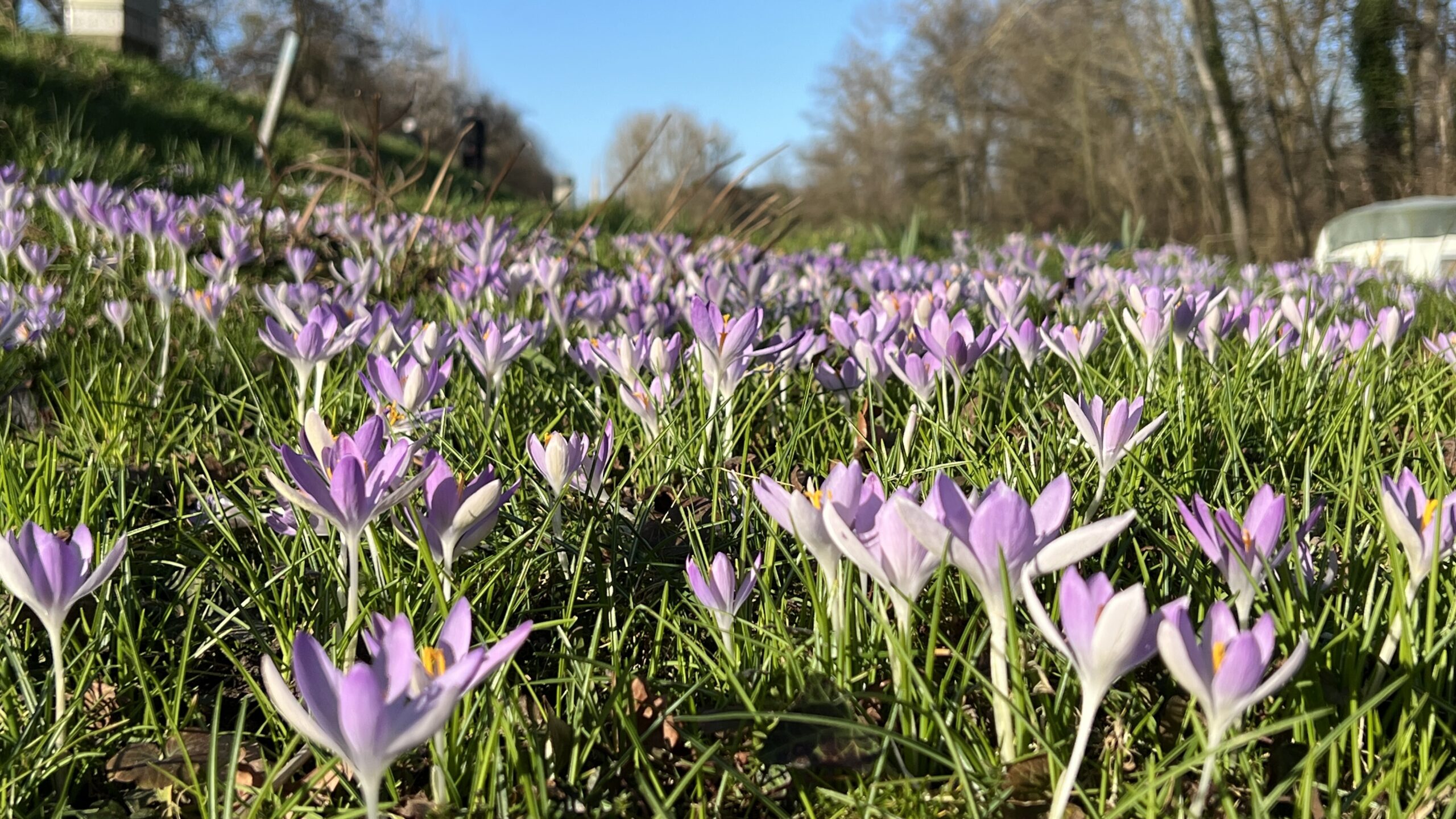Krokuswiese im Vorgarten einer Immobilie im Frühling