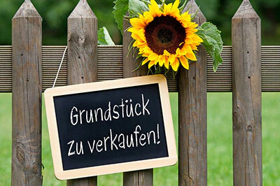 Sonnenblume auf Grundstück