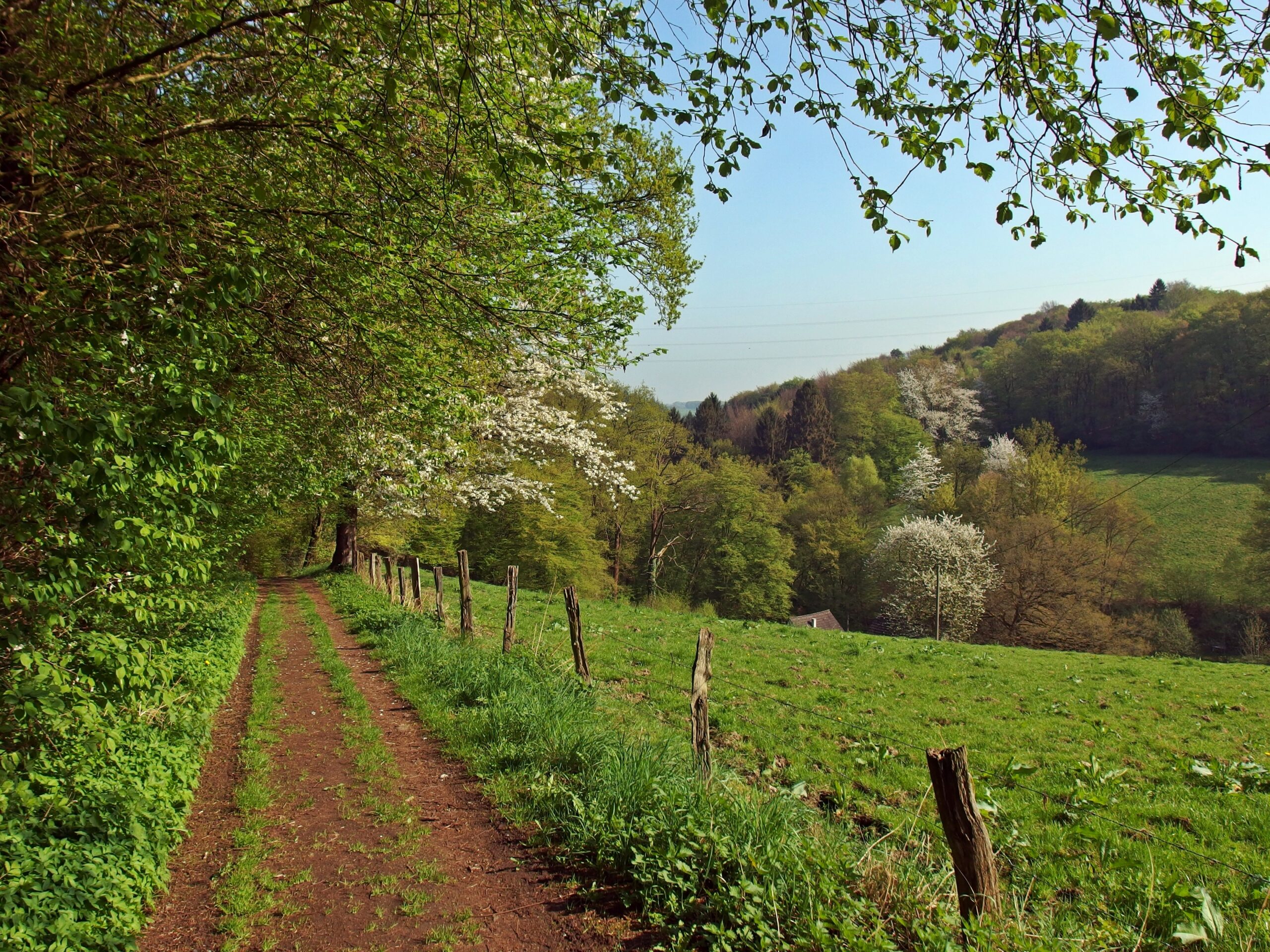 Sommerlicher Feldweg
