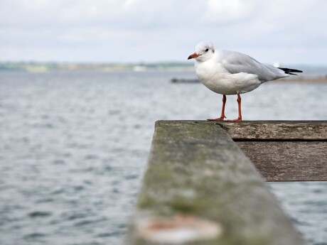 Möwe auf einem Holzgeländer
