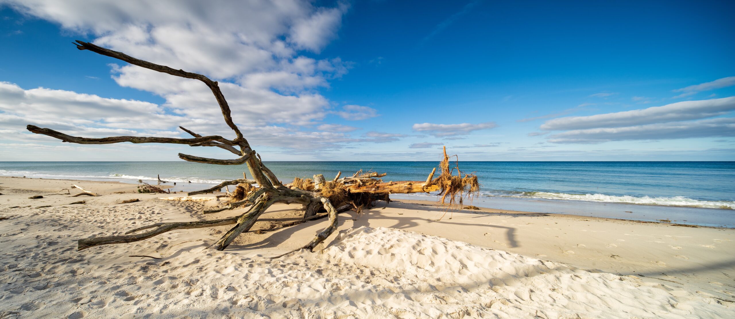 Entwurzelter Baum am Strand der Ostsee, Darss, Deutschland