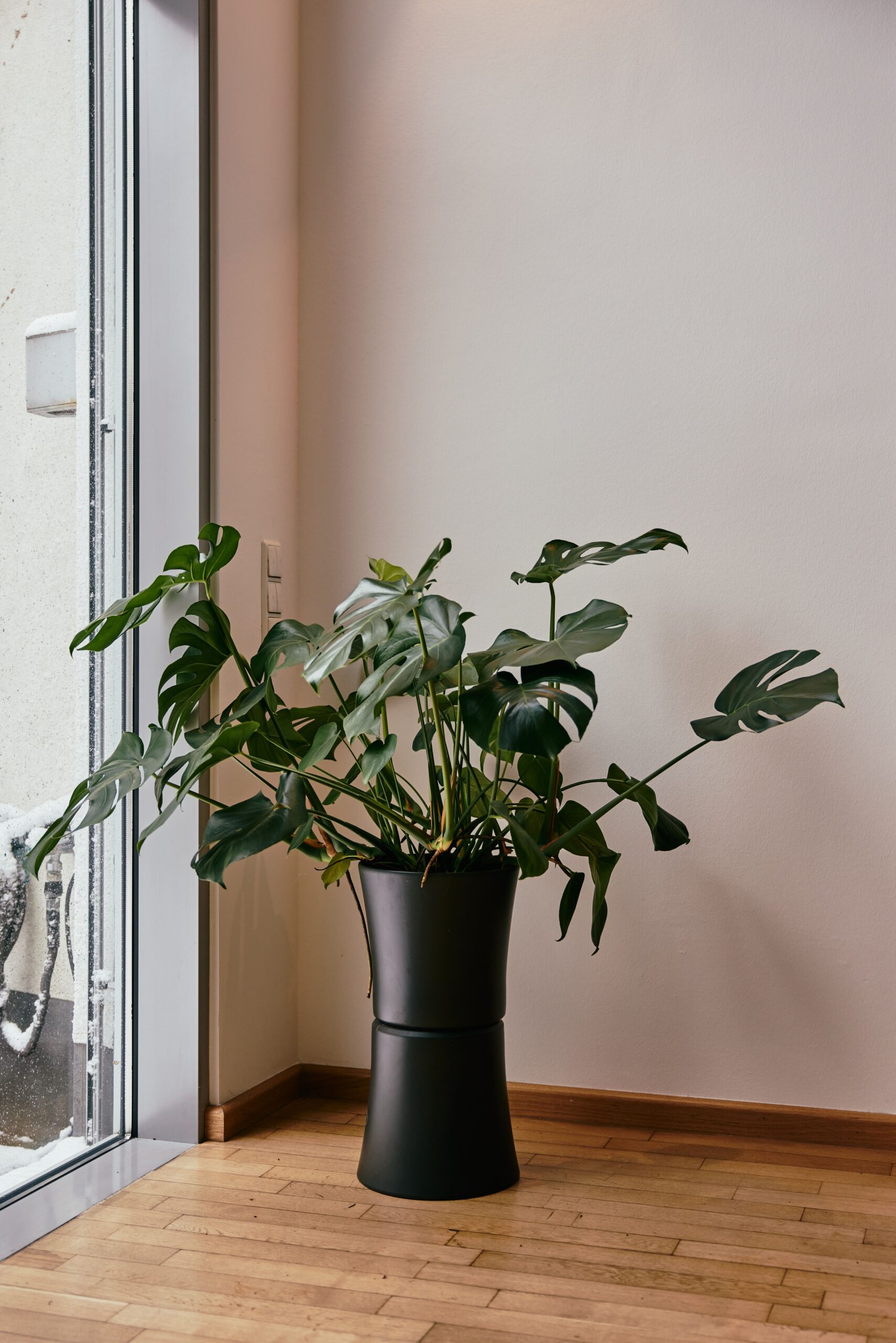 Pflanze Büro Gerbracht Immobilien