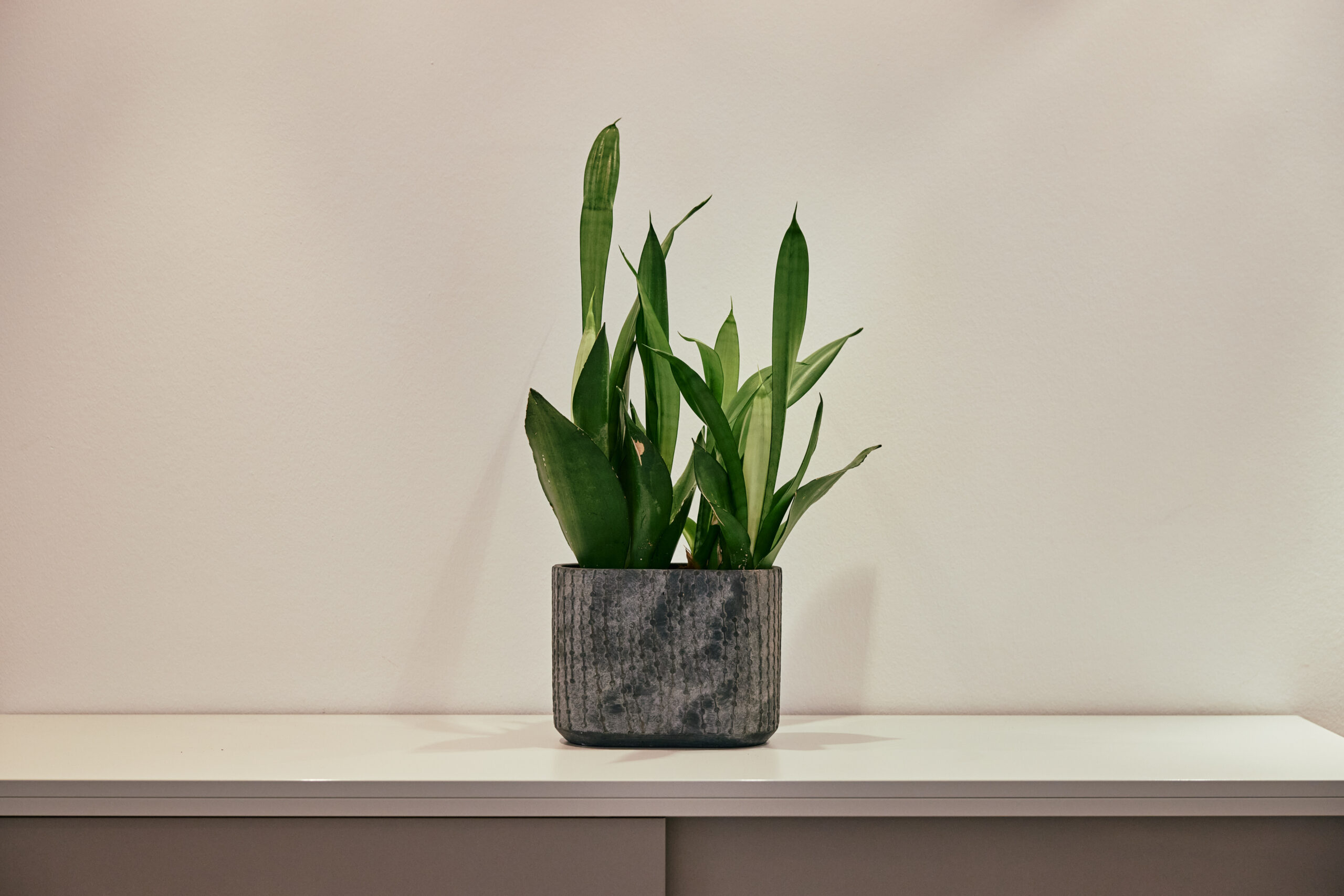 Pflanze auf Sideboard