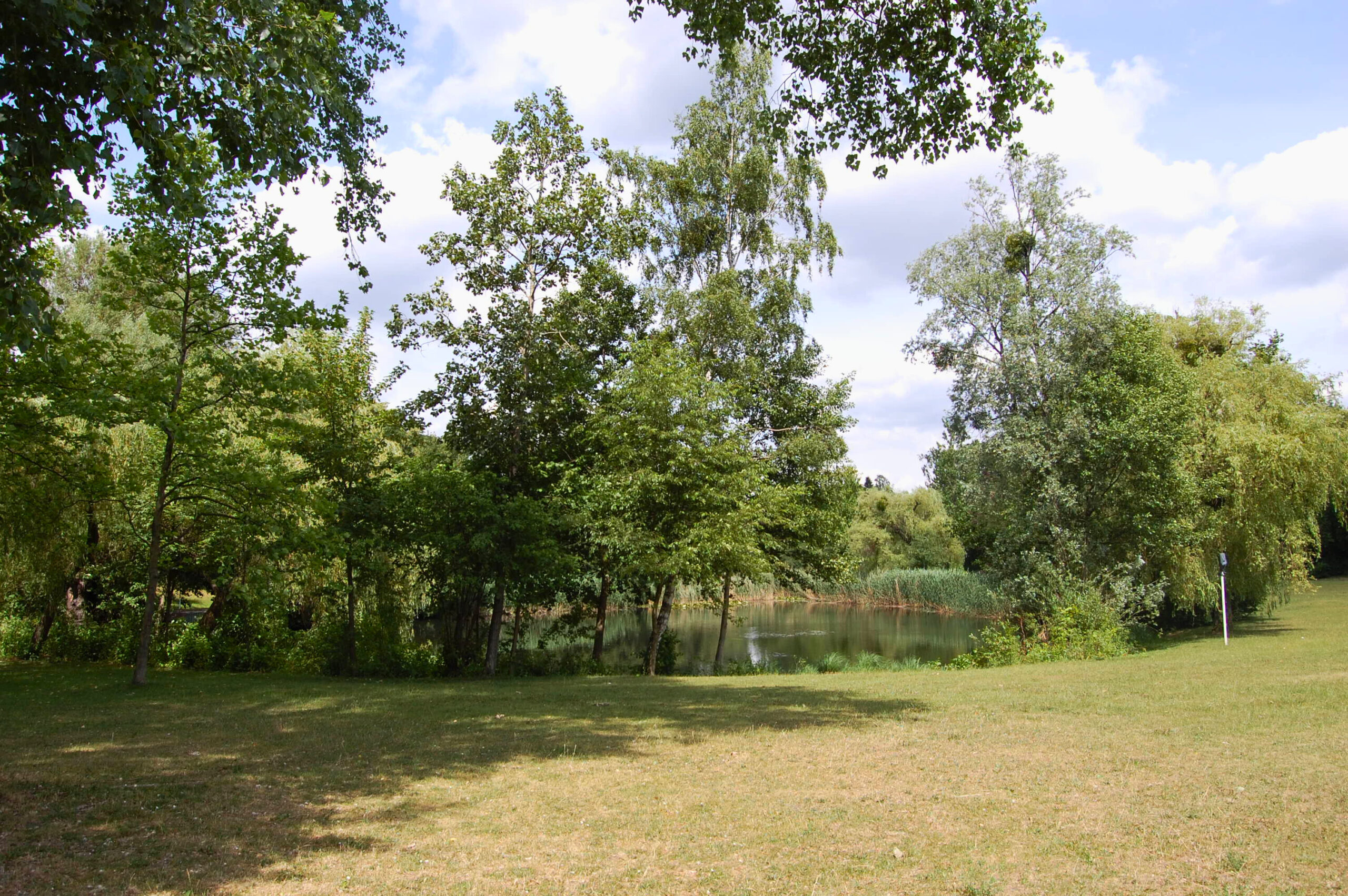 Parklandschaft mit Bäumen und Tisch im Sommer