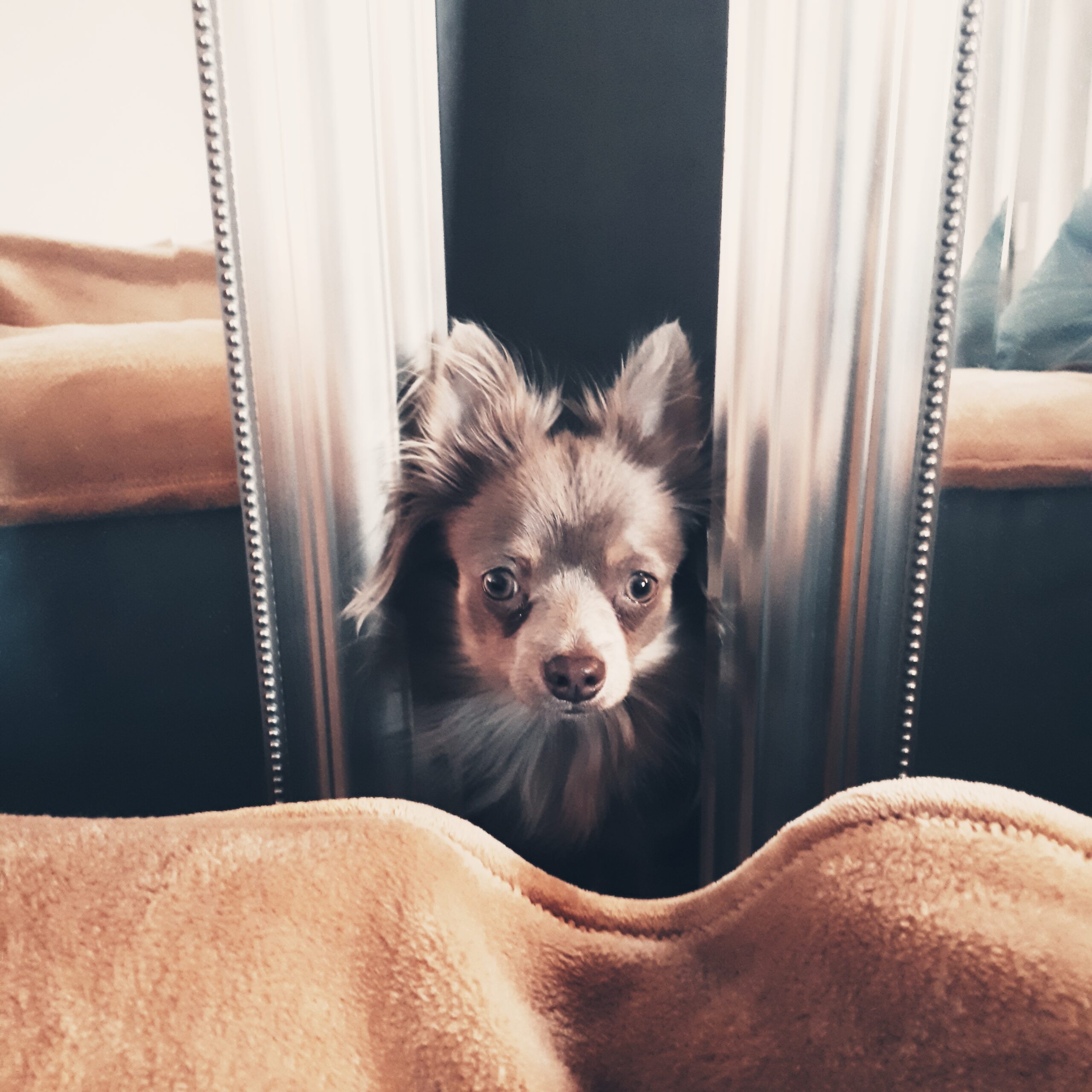 Kleiner Hund schaut zwischen zwei Spiegeln hindurch