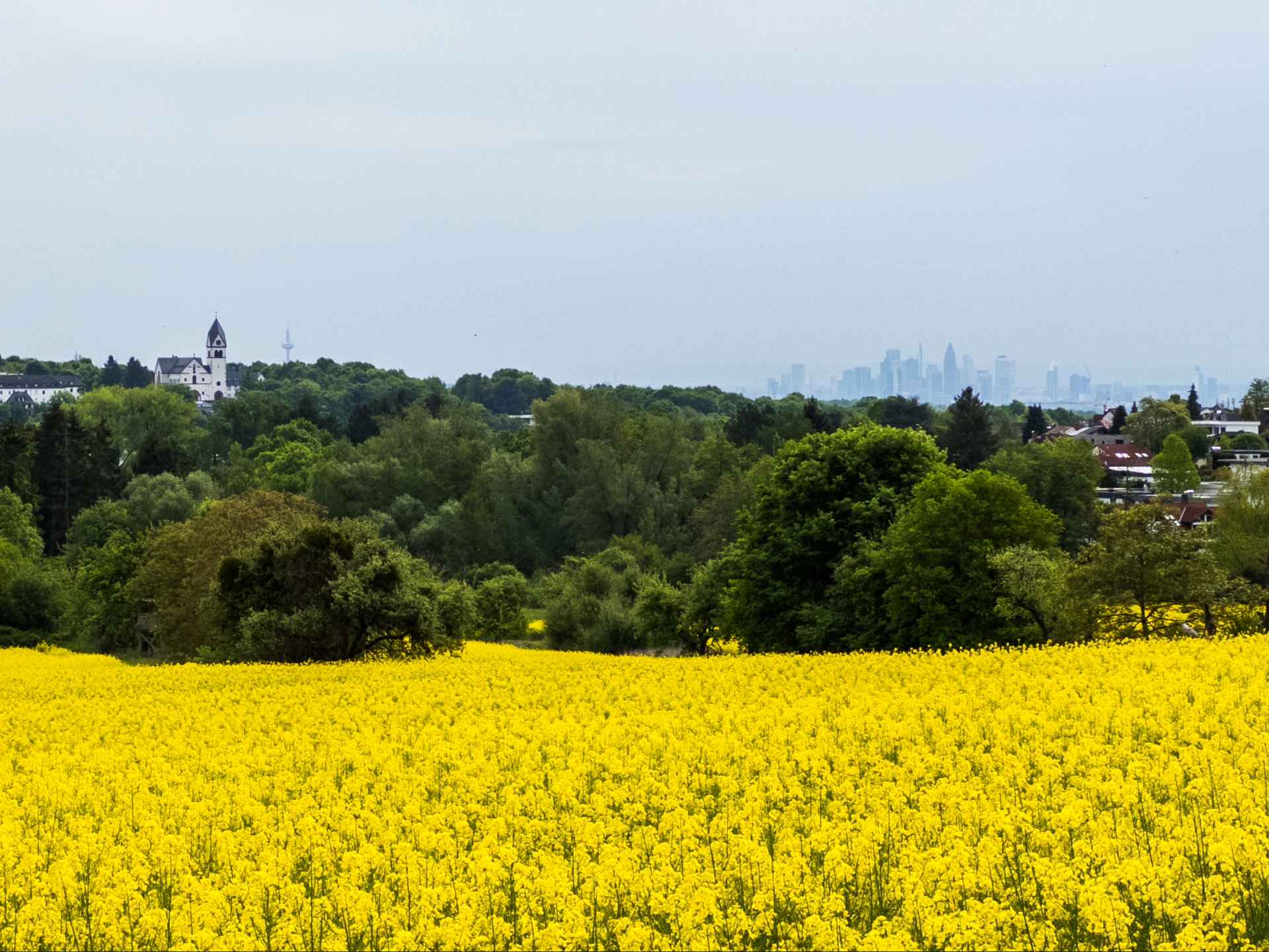 Blick auf ein Rapsfeld, dahinter der Ort Kelkheim