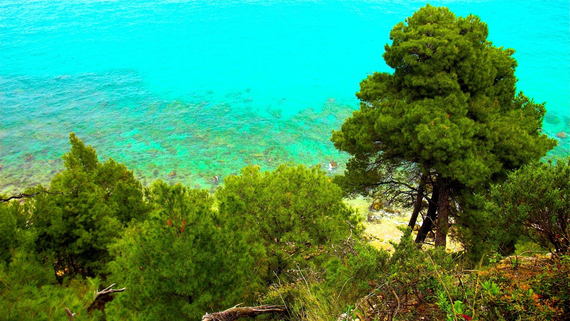 Blick von der Küste einer griechischen Insel auf Bäume und ein steiniges Riff im türkisen Wasser