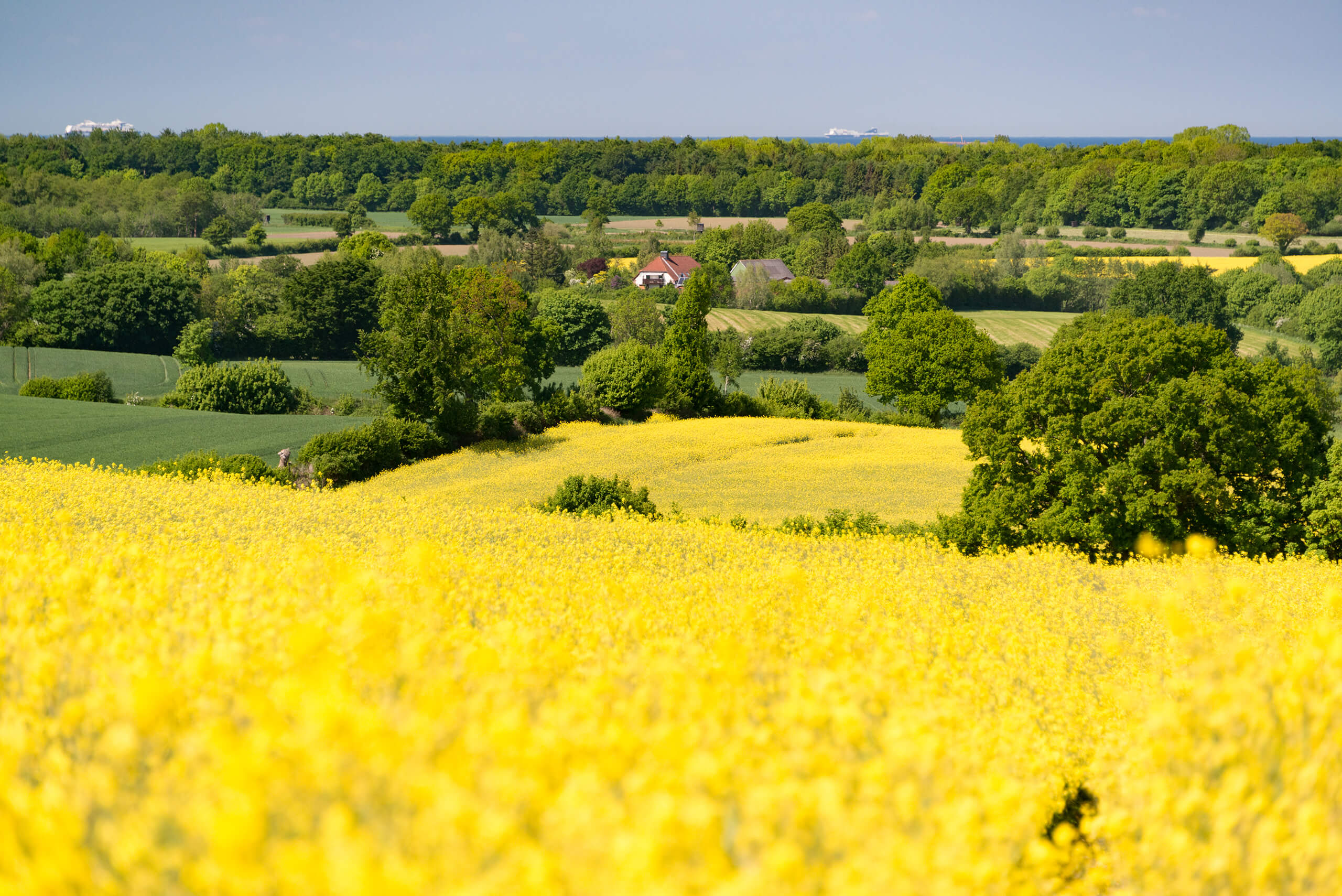 Grün und gelb im Wechsel, Schleswig-Holsteinische Landschaft mit gelbem Rapsfeld im Frühling
