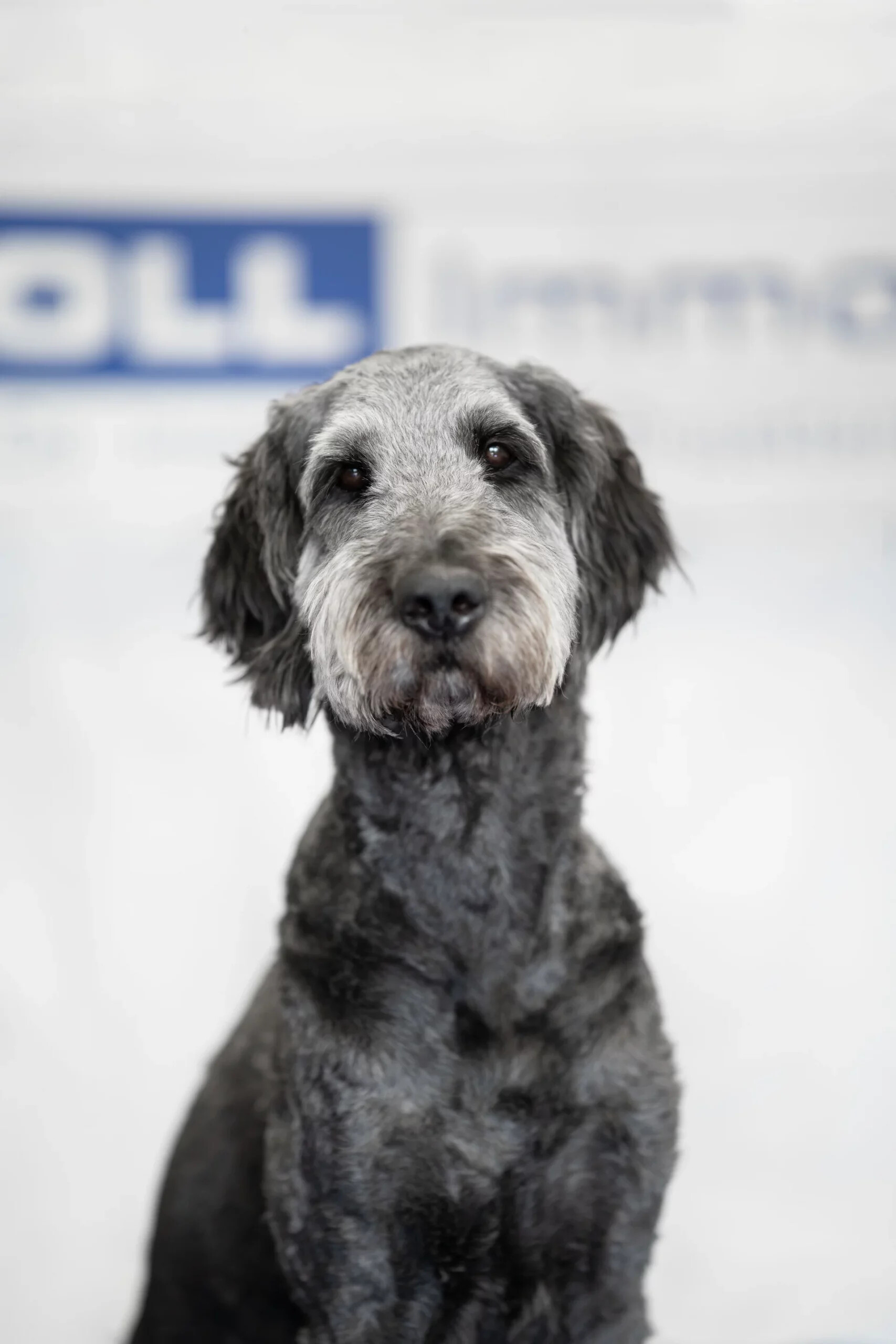 Foto Oskar der Hund