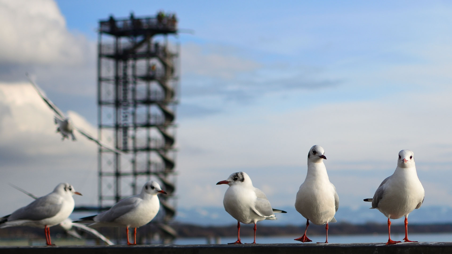 Möwen vor dem Moleturm in Friedrichshafen