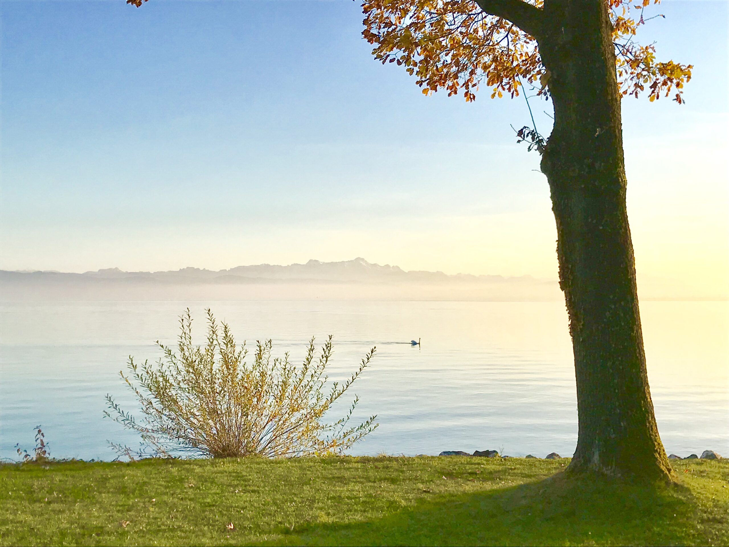 Sonnenaufgang mit Nebel über dem Bodensee