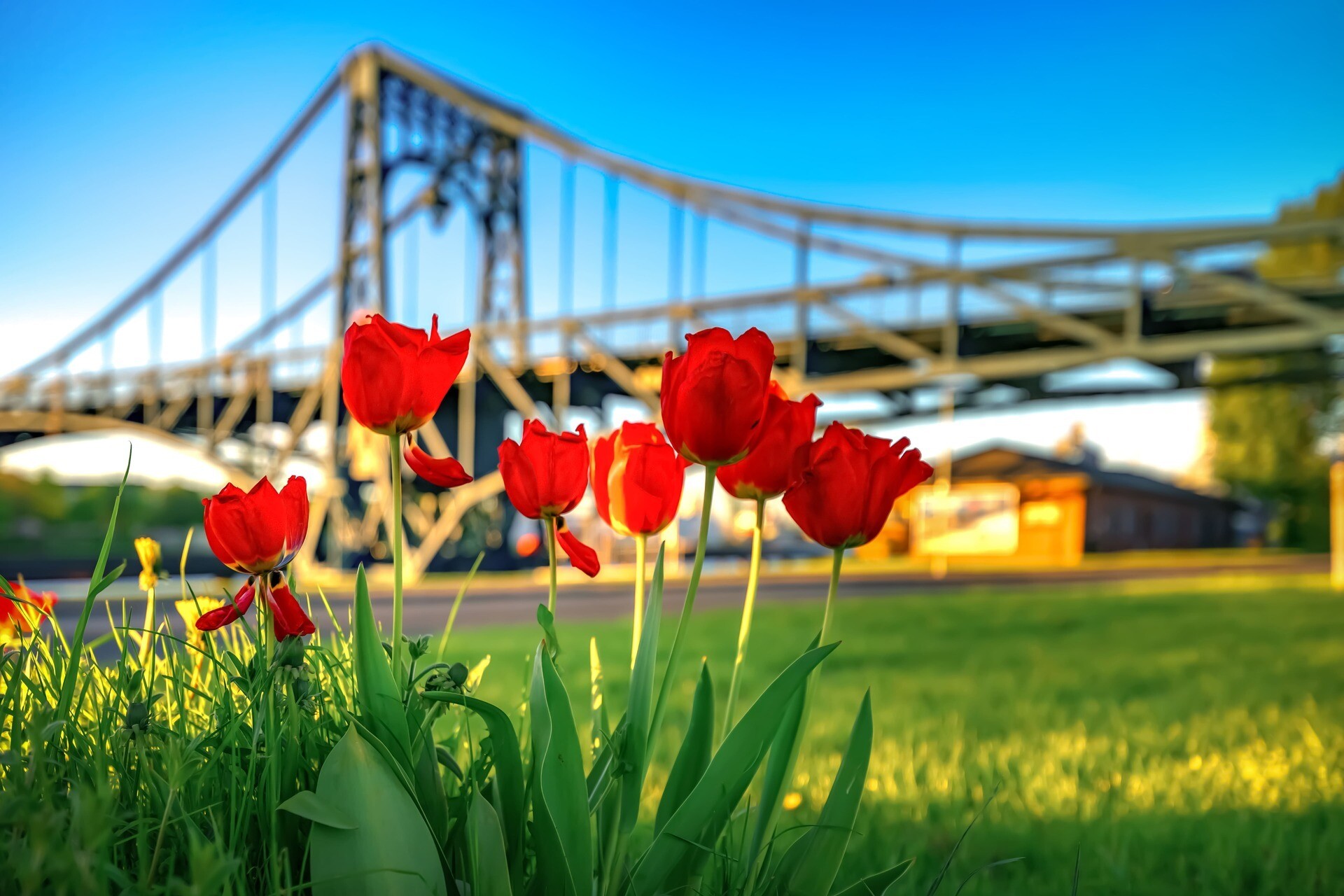 Tulpen vor der Kaiser Wilhelm Brücke Wilhelmshaven