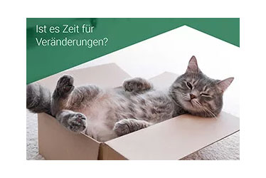 Graue Katze liegt entspannt im Karton. Text: Ist es Zeit für Veränderungen?.